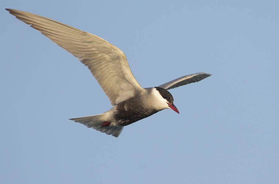 Rybitwa w locie nad wodą