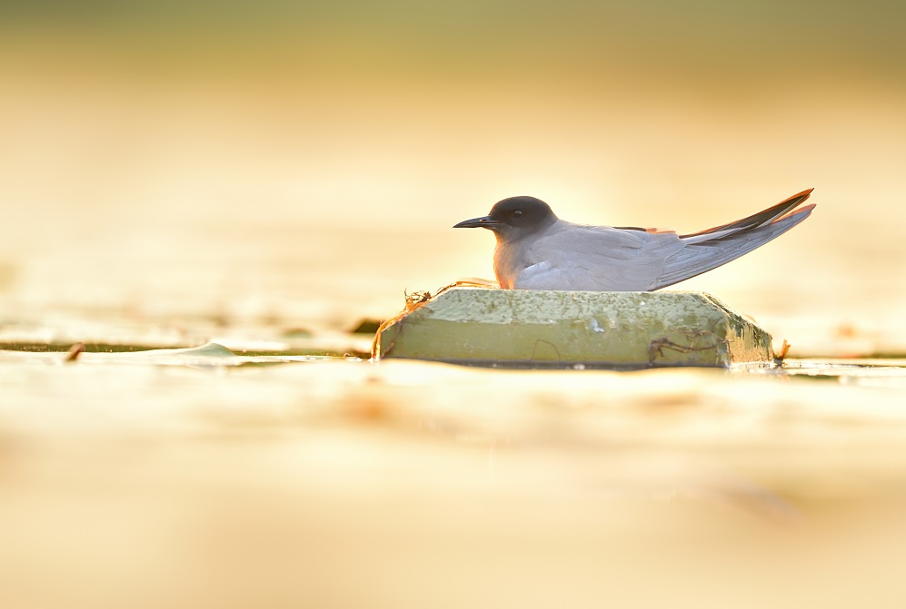 Kolonia rybitw czarnych