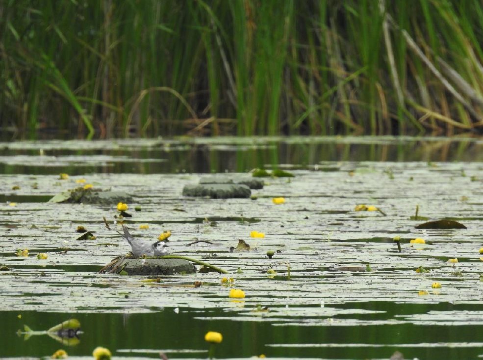 Sztuczne platformy lęgowe